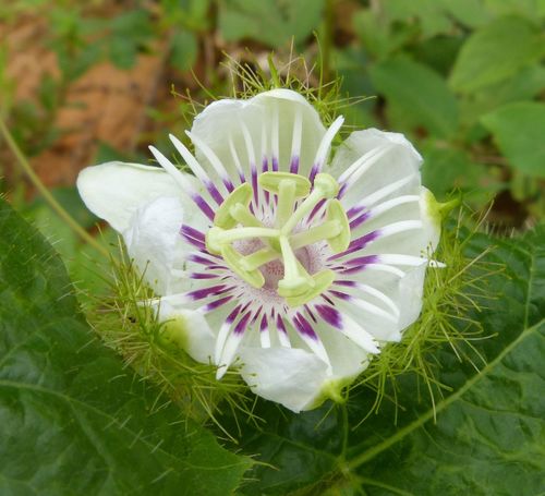 Stinking Passionflower
