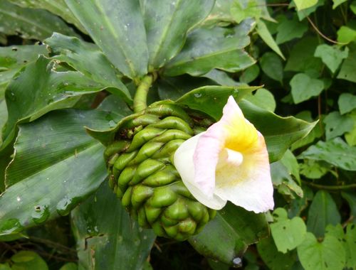 Costus afer