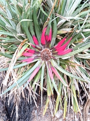 Fascicularia bicolor bicolor