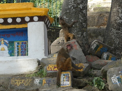 Macaca mulatta