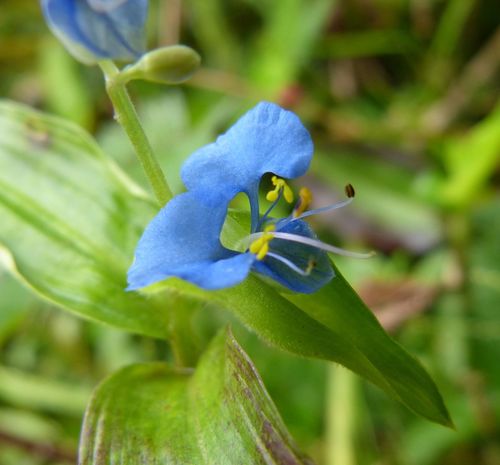 Scrambling Dayflower