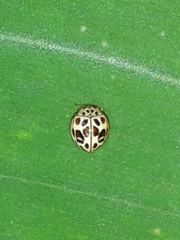 Psyllobora lenta