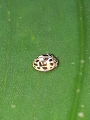 Psyllobora lenta