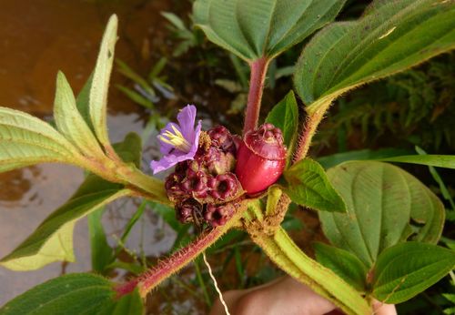 Tristemma mauritianum