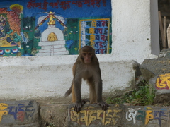 Macaca mulatta