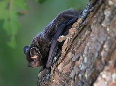 Silver-Haired Bat photo 5