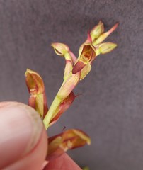Disa reticulata