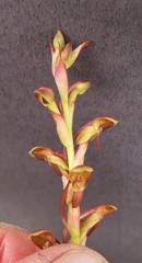 Disa reticulata