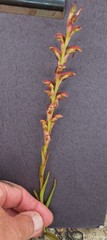 Disa reticulata