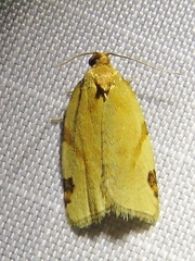 Paramesia gnomana