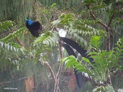 Astrapia stephaniae