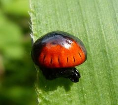 Isoxya penizoides