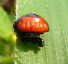 Isoxya penizoides