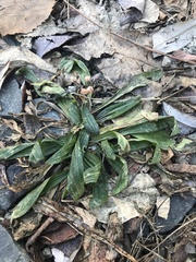 Plantago lanceolata