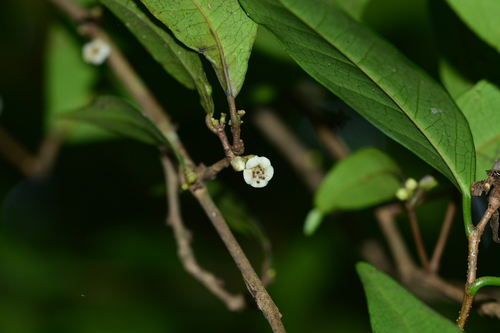Tritaxis glabella