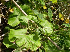 Pericallis malvifolia