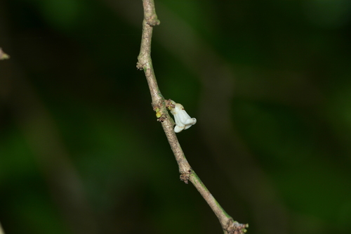 Tritaxis glabella, photograph 1