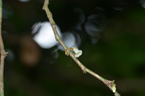 Tritaxis glabella, photograph 2