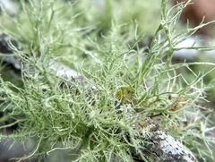 Ramalina peruviana