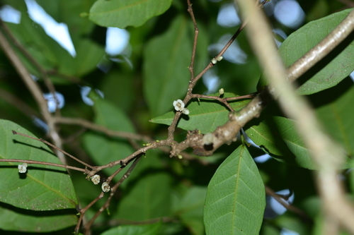 Tritaxis glabella, photograph 5