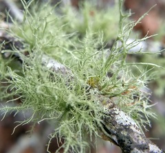 Ramalina peruviana