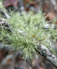 Ramalina peruviana