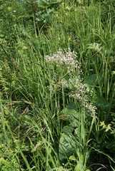 Valeriana transjenisensis