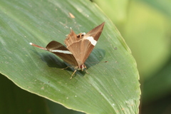 Abisara neophron neophron