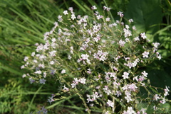Valeriana transjenisensis