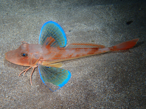 Tub Gurnard
