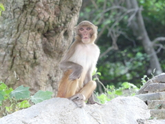 Macaca mulatta