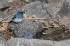 Cyornis pallidipes