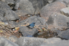 Cyornis pallidipes
