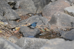 Cyornis pallidipes