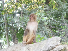 Macaca mulatta
