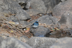 Cyornis pallidipes