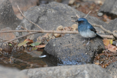 Cyornis pallidipes