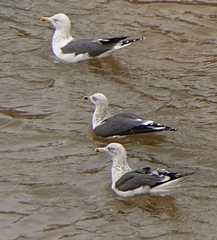 Larus fuscus