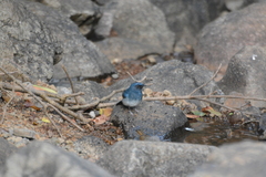 Cyornis pallidipes