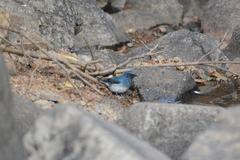 Cyornis pallidipes