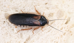 Blaptica dubia