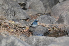 Cyornis pallidipes