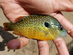 Lepomis megalotis