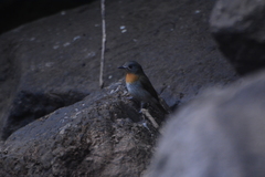 Cyornis pallidipes
