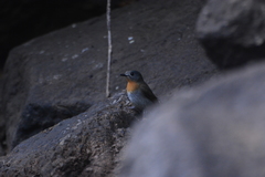 Cyornis pallidipes