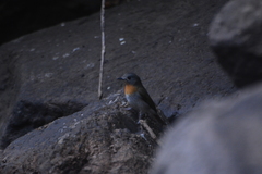 Cyornis pallidipes