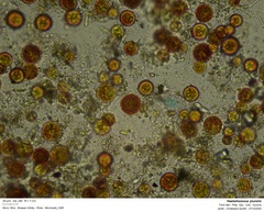 Haematococcus lacustris