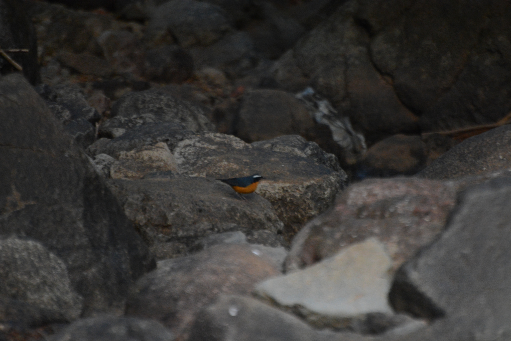 Indian Blue Robin