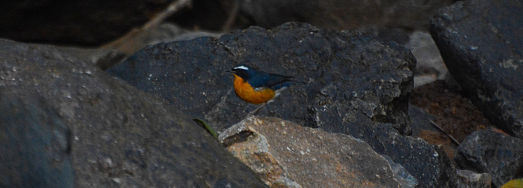 Indian Blue Robin