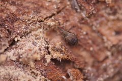 Trichopterapion holosericeum